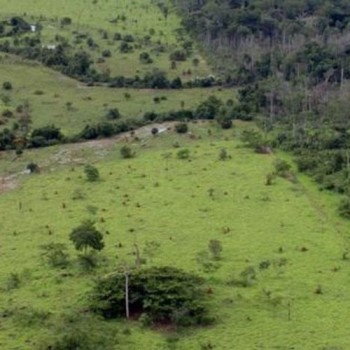 IBGE: vegetação nativa teve maior redução de 2000 a 2018 no PA e em MT