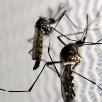 Acordo prevê "fábrica de mosquito" para combate à dengue em Brumadinho