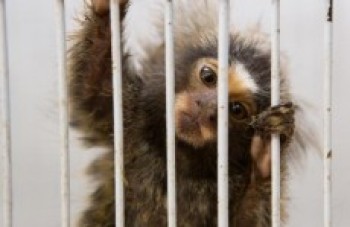 Depa recebe denúncias de crime contra animais