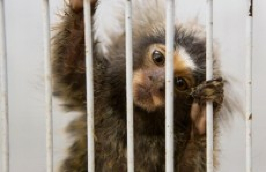 Depa recebe denúncias de crime contra animais