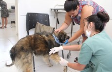 Centro de Bem Estar Animal realizará Feira de Adoção: