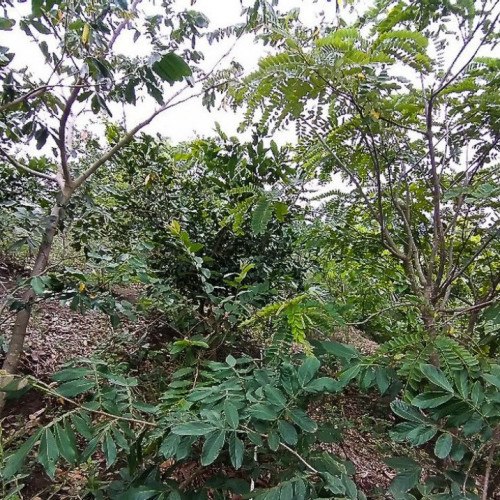 Projeto refloresta propriedades rurais em área de Mata Atlântica