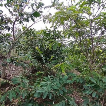 Projeto refloresta propriedades rurais em área de Mata Atlântica