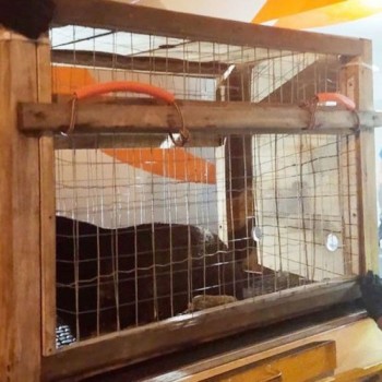 Lobo-marinho vai de avião do Rio para Santa Catarina