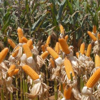 Conab prevê safra de 272,3 milhões de toneladas de grãos em 2020/21