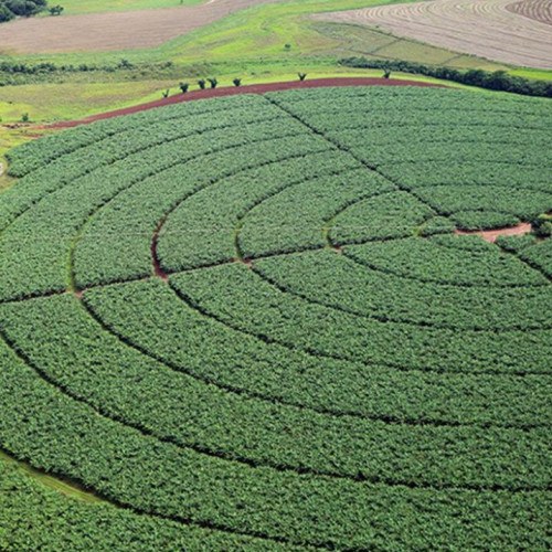 IBGE: previsão da safra 2021 é de 263,1 milhões de toneladas