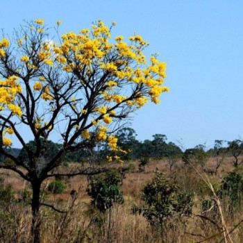 CNA e Empraba lançam programa com opções de uso sustentável de biomas