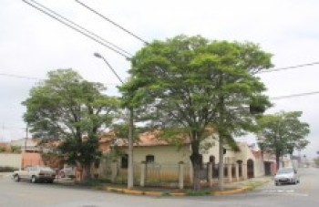 Moradores reivindicam poda de árvore: