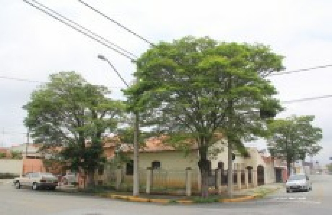 Moradores reivindicam poda de árvore: