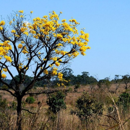 Projetos de conservação do Cerrado podem receber até US$ 30 mil