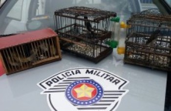 Pássaros silvestres são apreendidos