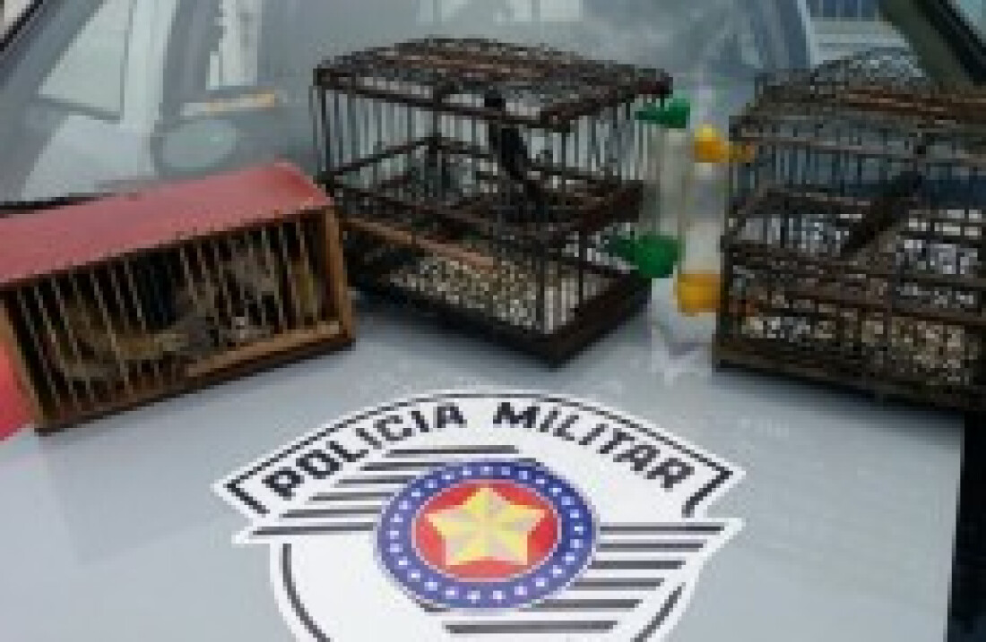 Pássaros silvestres são apreendidos