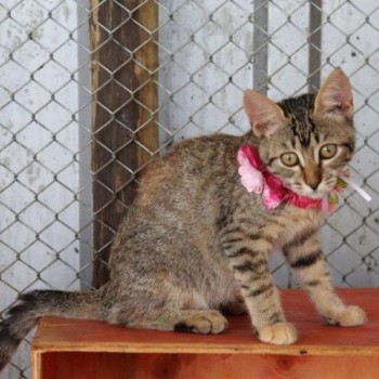 Animais especiais resgatados em Brumadinho aguardam adoção responsável