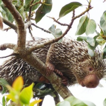 Ceará lança lista inédita de animais encontrados no estado