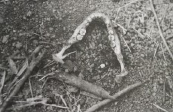 Ossada não é de irmãos desaparecidos em Mogi