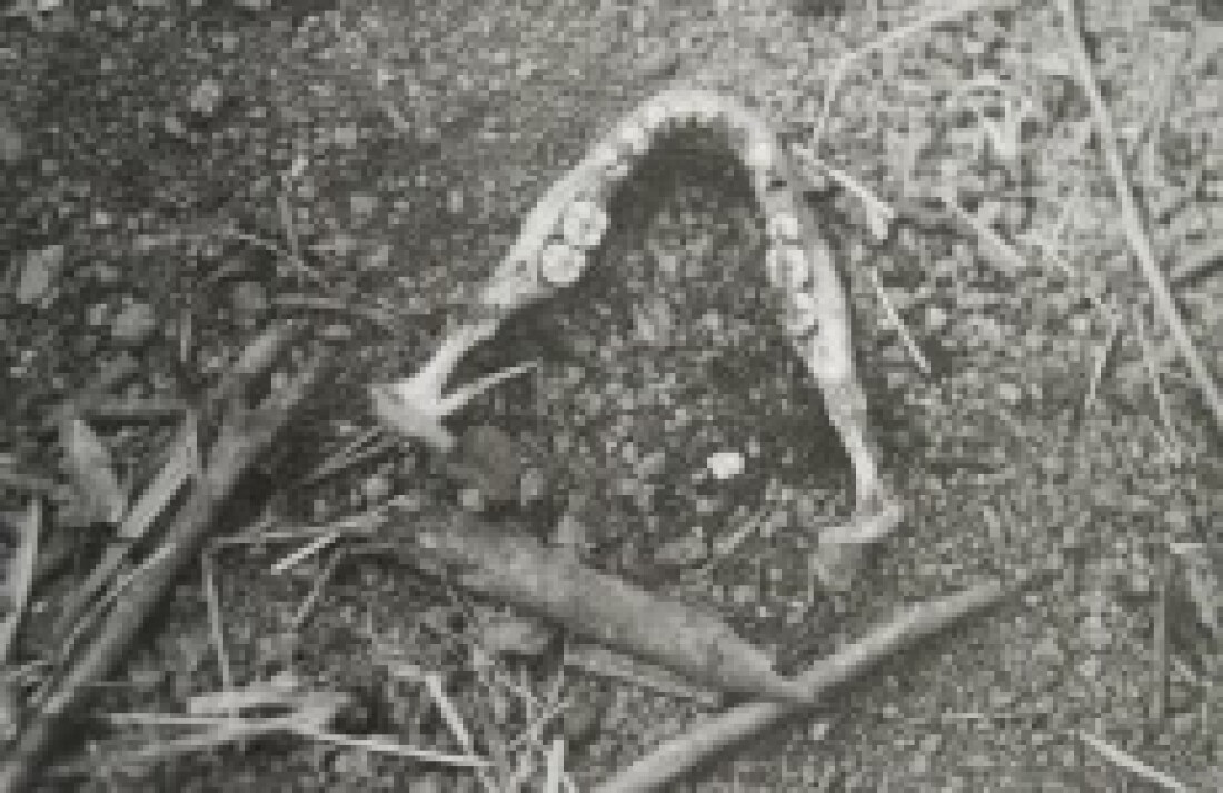 Ossada não é de irmãos desaparecidos em Mogi