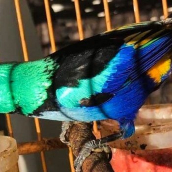 Ibama apura maus-tratos em centro de triagem de animais silvestres