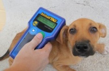 Em dois anos, Mogi já implantou 176 chips em bichos de estimação