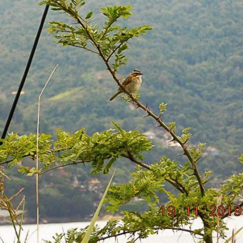Mais de 25 mil espécies da flora só existem no Brasil, mostra estudo
