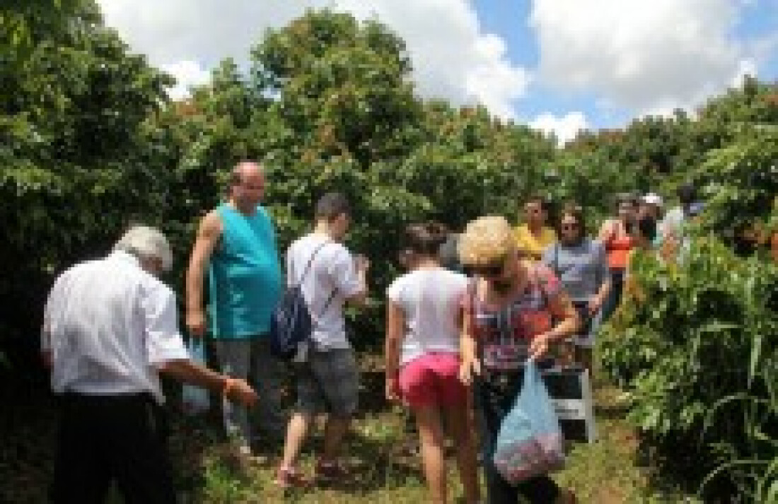 Colheita de lichia inaugura os roteiros do Expresso Turístico