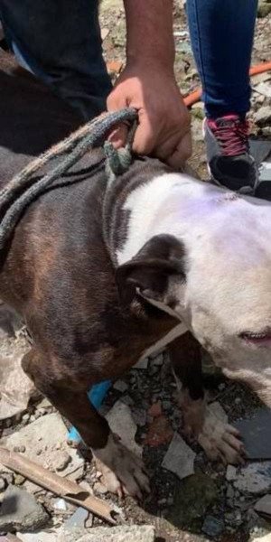 Animais em más condições são resgatados em Itaquá