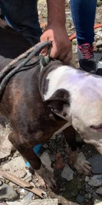 Animais em más condições são resgatados em Itaquá