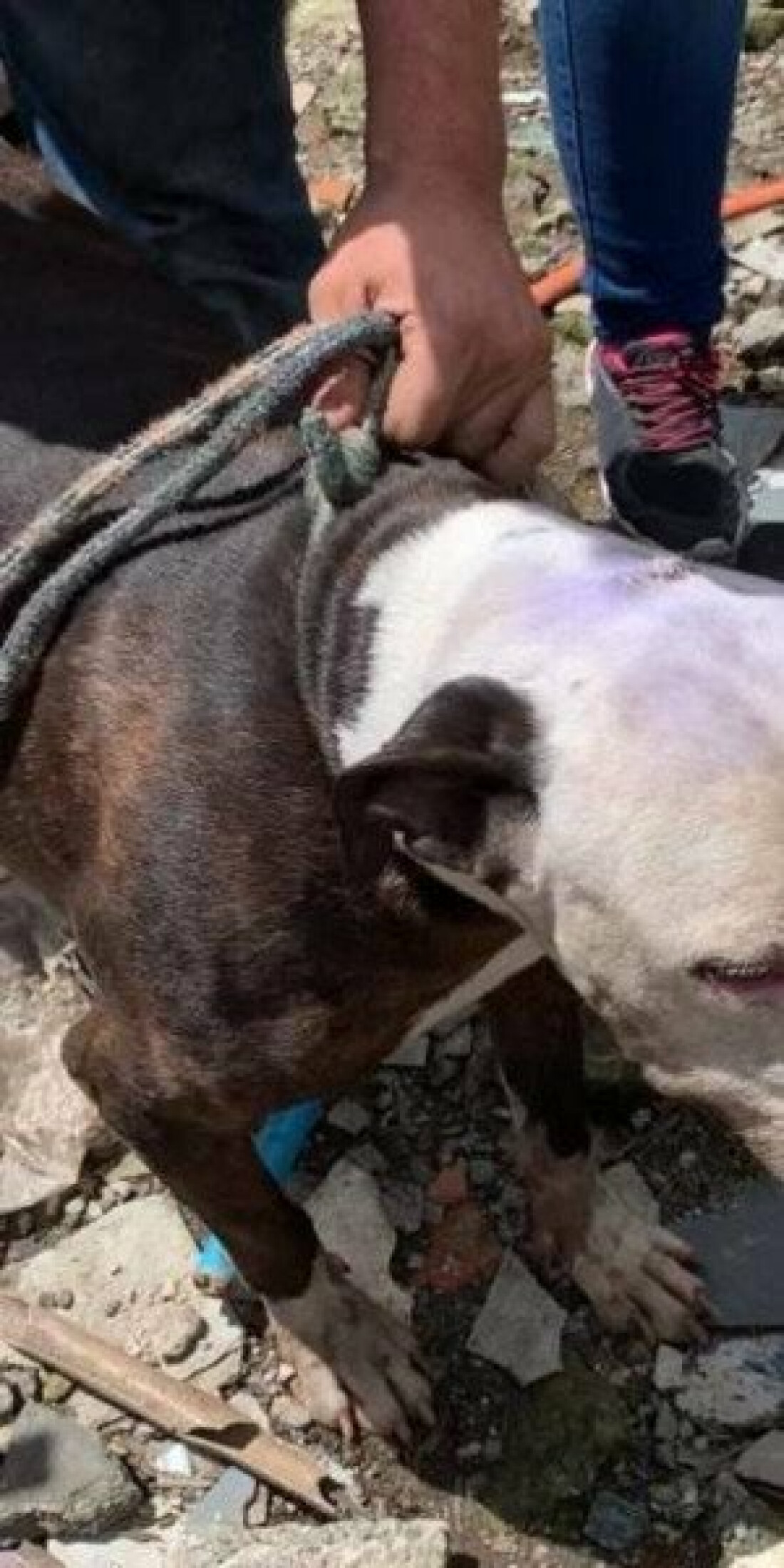 Animais em más condições são resgatados em Itaquá