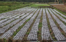 Excesso de chuvas preocupa produtores rurais na região