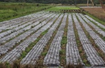 Excesso de chuvas preocupa produtores rurais na região