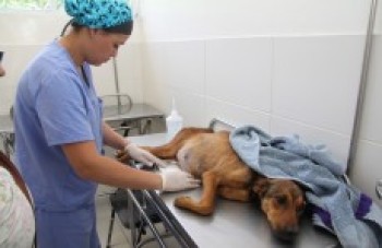 Centro atende animais da cidade