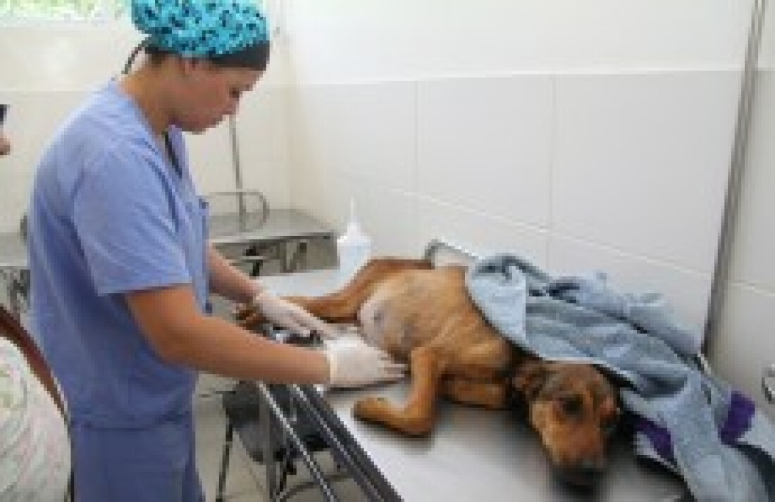 Centro atende animais da cidade