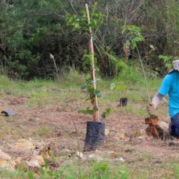 Semae planta mais de mil árvores no Parque Leon Feffer