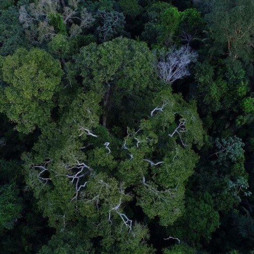 Desmatamento na Amazônia tem queda de 70% em janeiro, diz governo