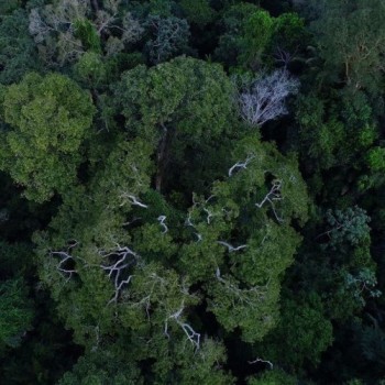 Desmatamento na Amazônia tem queda de 70% em janeiro, diz governo