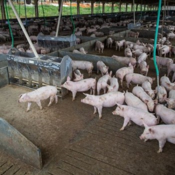 Abate de suínos e frangos cresceu no quarto trimestre de 2020