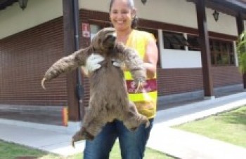 Bicho preguiça é resgatado por motorista na Presidente Dutra