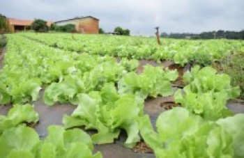 Prefeito declara apoio aos produtores do Cinturão Verde