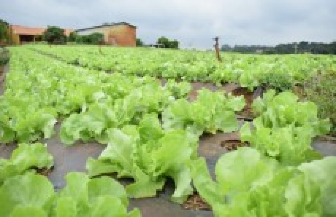 Prefeito declara apoio aos produtores do Cinturão Verde
