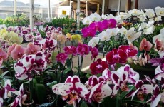 Festival de Orquídeas de Outono começa no sábado