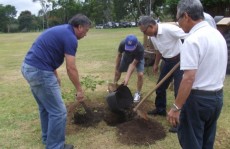 Mudas de ipê-amarelo são plantadas no local da Festa do Akimatsuri: