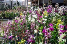 Festival de Orquídeas começa hoje