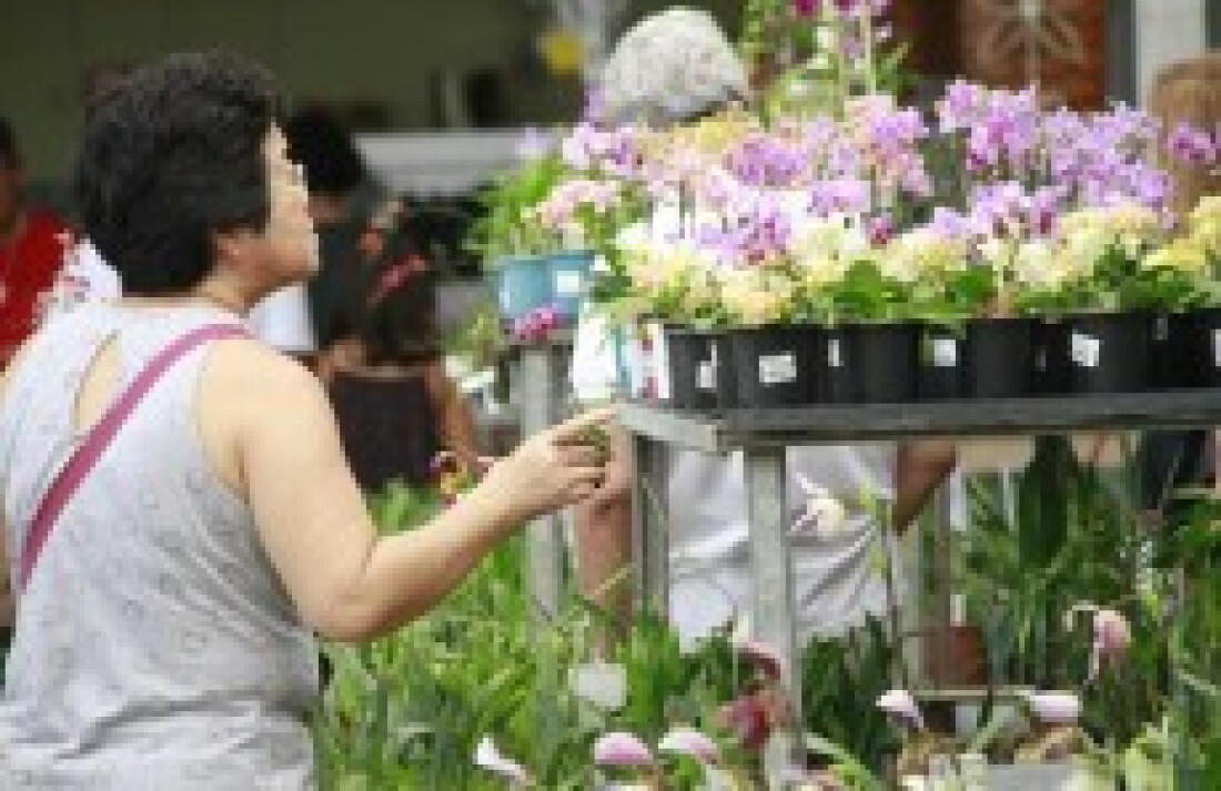 Festival de Orquídeas de Outono movimenta Orquidário Oriental: