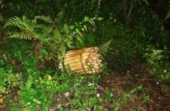 Polícia Ambiental apreende palmito