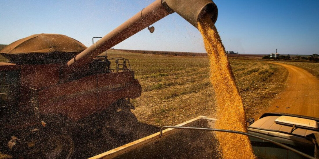 Mais 90 empresas são habilitadas para vender milho à China