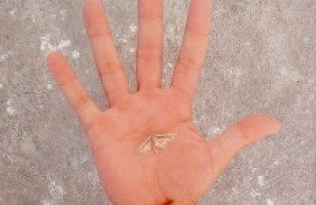 Exposição em Itaquaquecetuba destaca trabalhos do artista Alexandre Monteiro