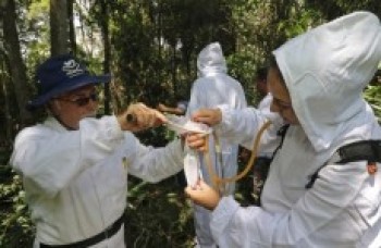 Materiais de macacos mortos serão analisados na capital