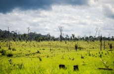 Desmatamento da Amazônia preocupa