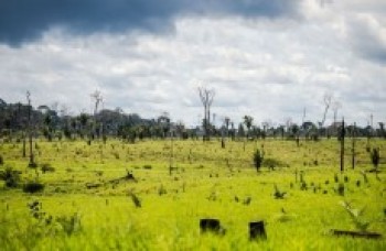 Desmatamento da Amazônia preocupa