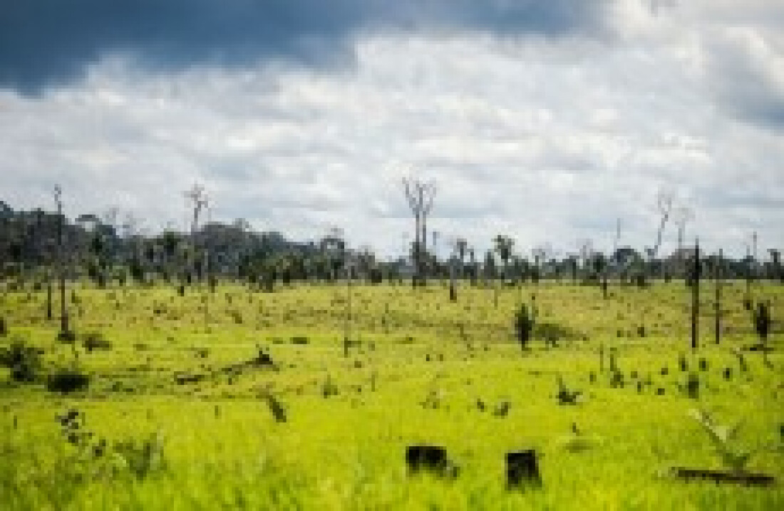 Desmatamento da Amazônia preocupa
