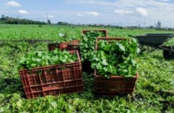 Agricultura de Mogi ainda não sofre impacto da seca